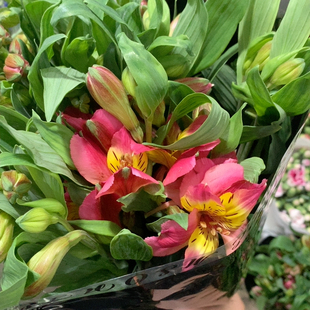 红蝴蝶六出10支不 包邮