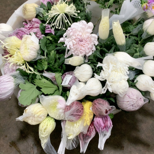 随机大菊4支不包邮