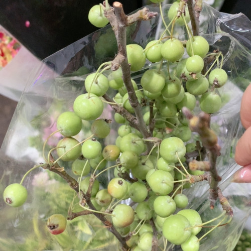 绿色海棠果一扎不包邮
