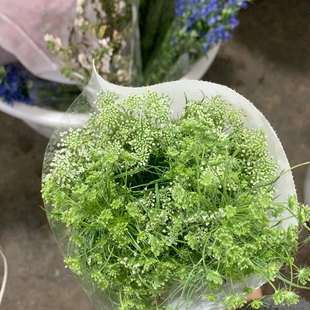 白色蕾丝一扎不 包邮