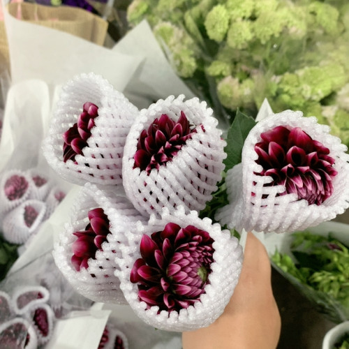 罗美利亚大丽花5支不包邮