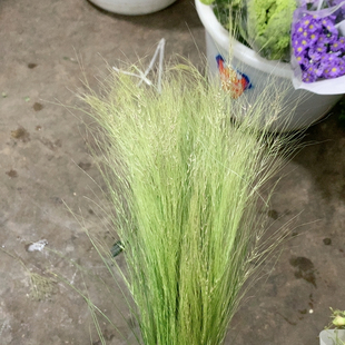 羽毛草一扎不 包邮
