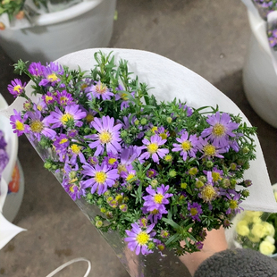 紫苑一扎不 包邮