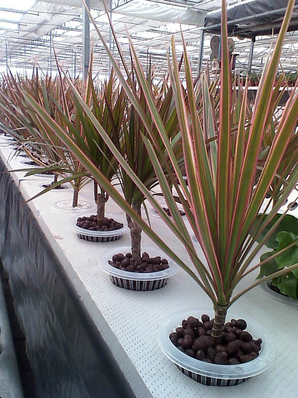 七彩铁五彩千年木盆栽 三色龙血树 红竹观叶植物 室内绿植