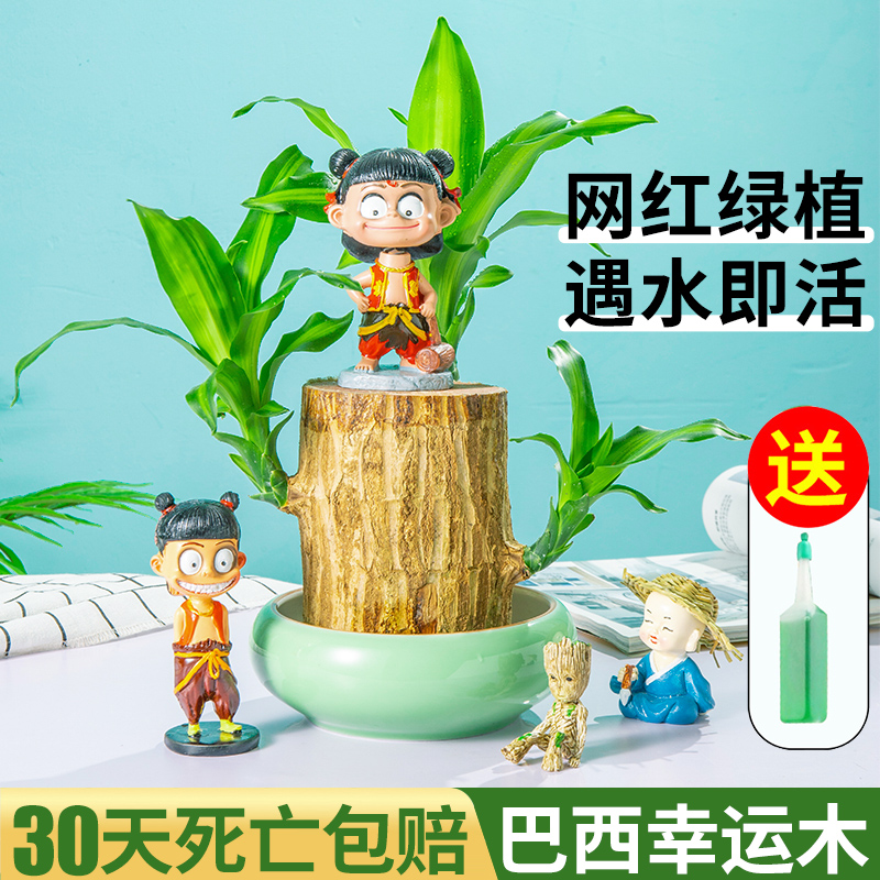 巴西木幸运木不开花成好高室内