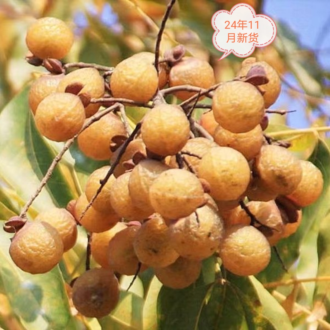 无患子果实果粉无患果新鲜洗头天然香皂洗澡diy天然洗发果皮果粉