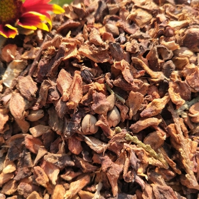 野生侧柏壳枕头填充物乌发养发安神助睡眠白发少白头失眠散装柏壳