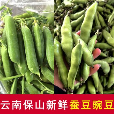 云南保山当季新鲜带壳豌豆青豆角粒农家蔬菜甜豆荚高原新鲜蚕豆