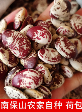 云南农家荷包豆状元豆大肾豆500g豆类五谷杂粮花芸豆斑马豆子花豆