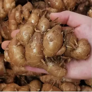 鲜沙姜沙姜干老广广东梅州谦记盐焗鸡粉客家正宗窖鸡配料沙姜粉