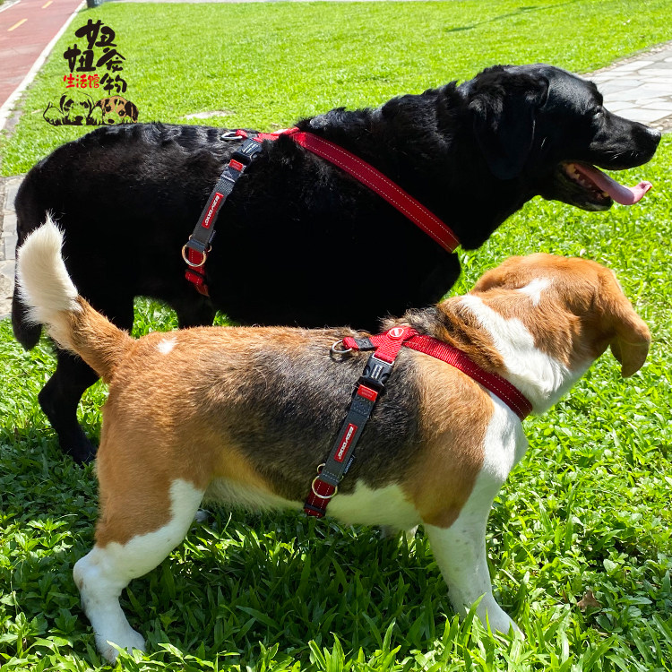 澳洲EZYDOG狗狗胸背带牵引防挣脱胸背舒适轻便八字训练胸背