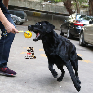 星记 互动拔河附绳球 抛掷球狗狗犬用玩具球带绳妙想球投掷球宠物