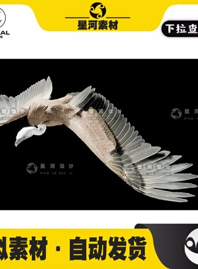 UE5虚幻5 Vulture写实逼真动物秃鹫秃鹰老鹰翅膀羽毛3D模型带动画