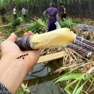 广西黑皮甘蔗新鲜水果榨汁削皮甘蔗切节整根应季 孕妇甜杆特产甘庶