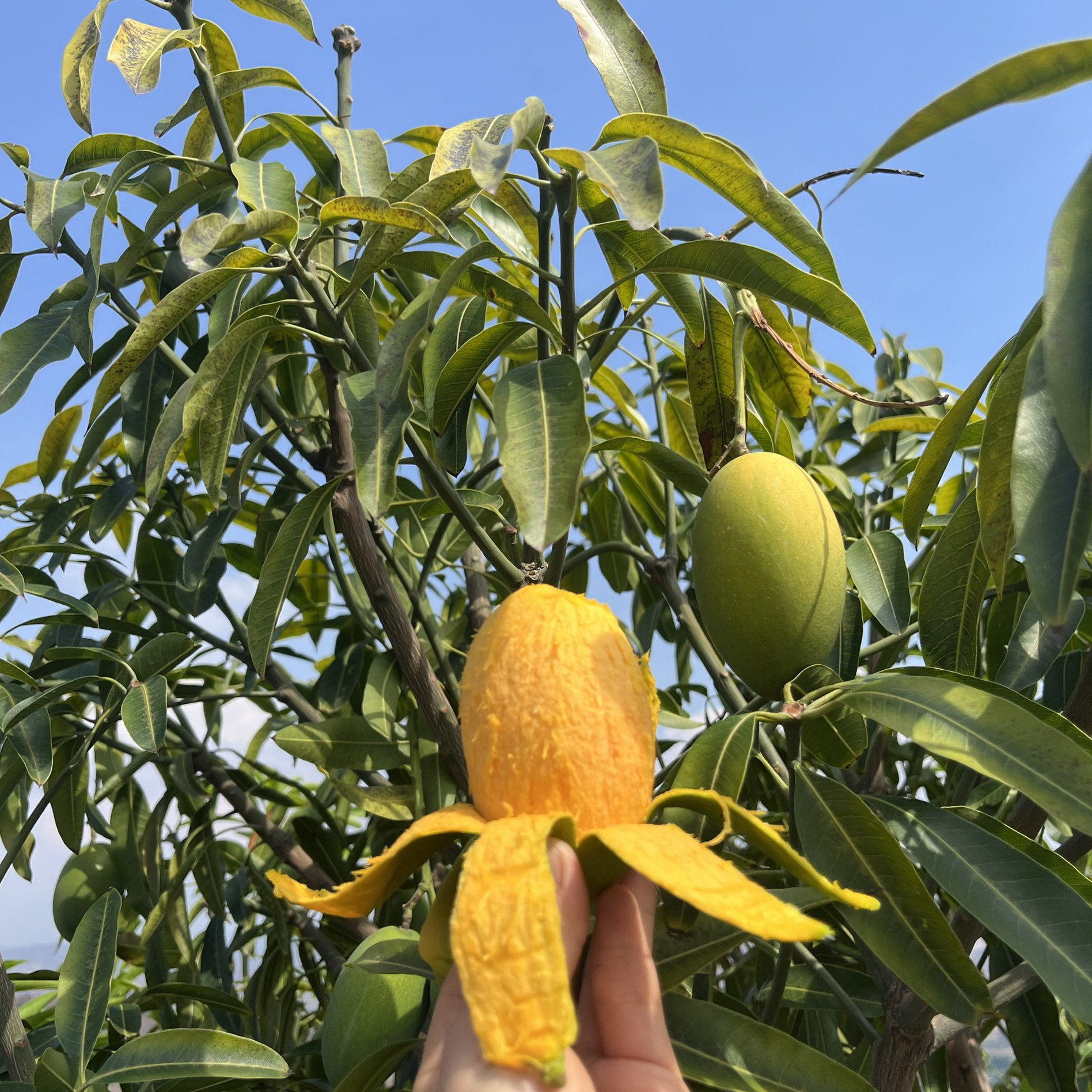 攀枝花椰香芒果精品10斤