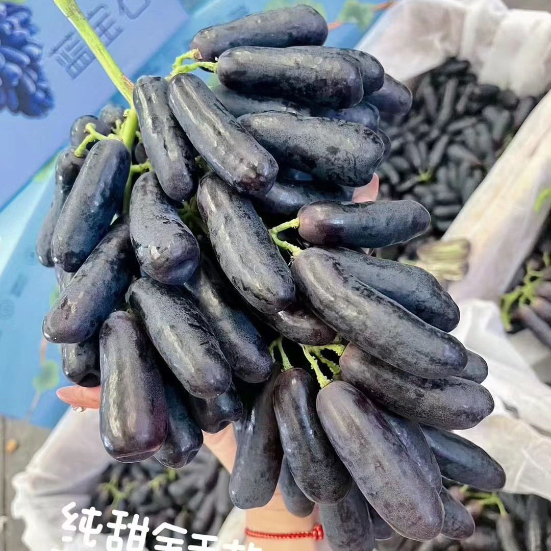 金手指黑提新鲜水果蓝宝石葡萄美人指无籽黑加仑当季孕妇拇指提子