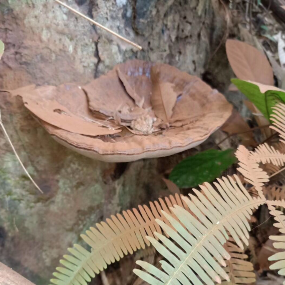 南昆深山枫树灵芝250g散装自然晾晒干货无添加泡酒煲汤泡茶中药材