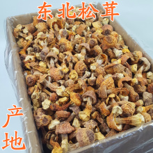 包邮 松茸东北松茸蘑大兴安岭姬松茸干货特产蘑菇产地直发新品 500g