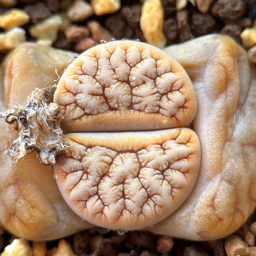 6年c262荒玉拿铁化变异岛田生石花屁股花pp室内盆栽植物爱萌多肉