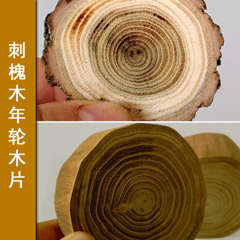 刺槐树带皮年轮片 去皮圆树桩装饰木年轮圆木片 diy手工摄影道具