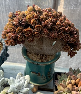 年份厚板正版白皮扇子法师 全丸叶朵朵