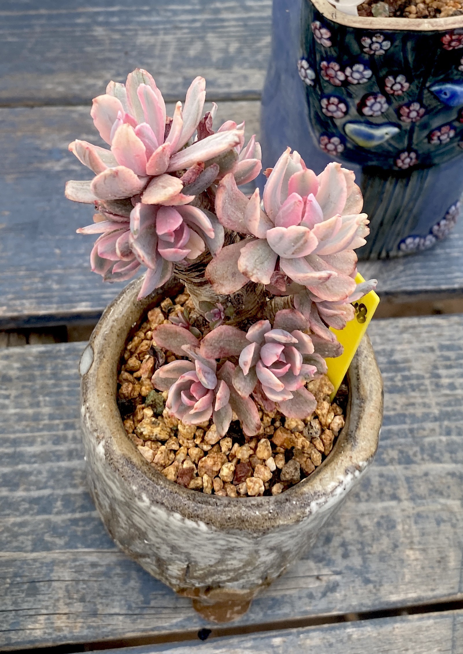 花车锦 撒粗桩 头好多 桩型很美 无砍