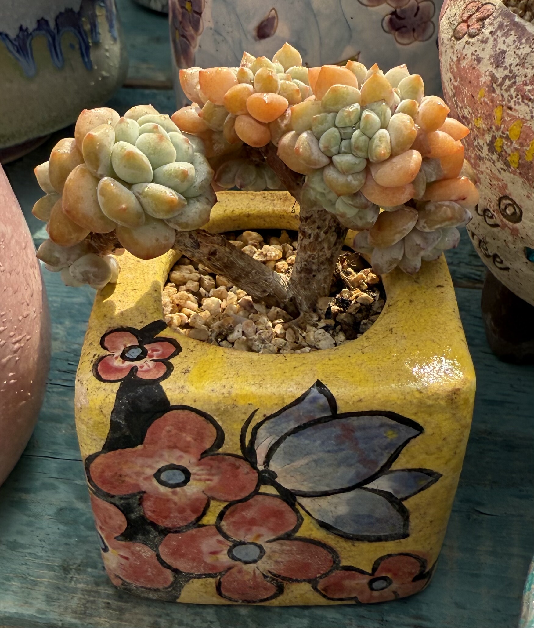 可爱朵朵小树缀 老桩 无砍 紧致可爱,鲜花速递/花卉仿真/绿植园艺,多肉植物,淘宝优惠券,粉丝福利购,淘宝优惠卷