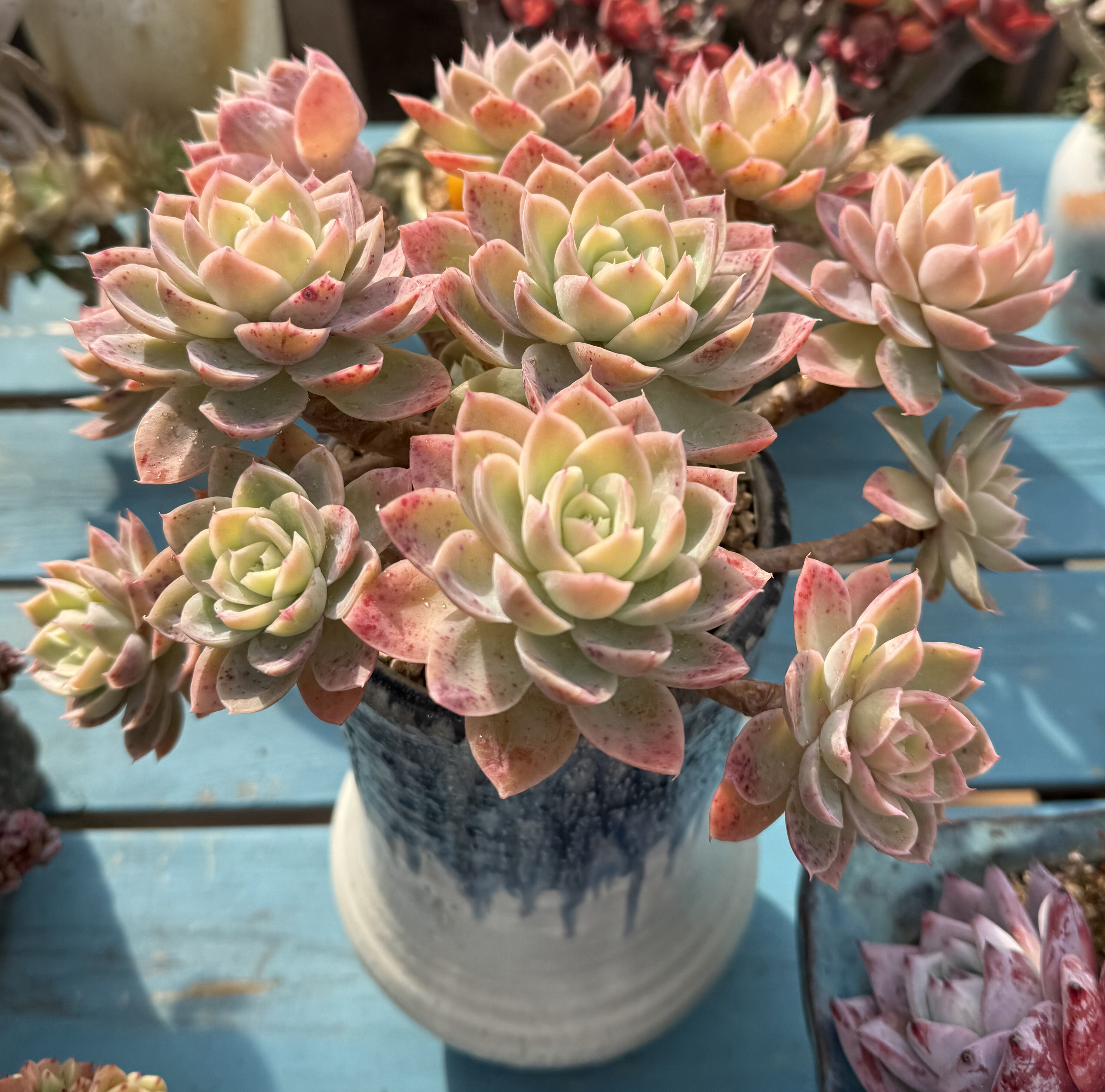 丝绸面试大老桩群 无砍全状态