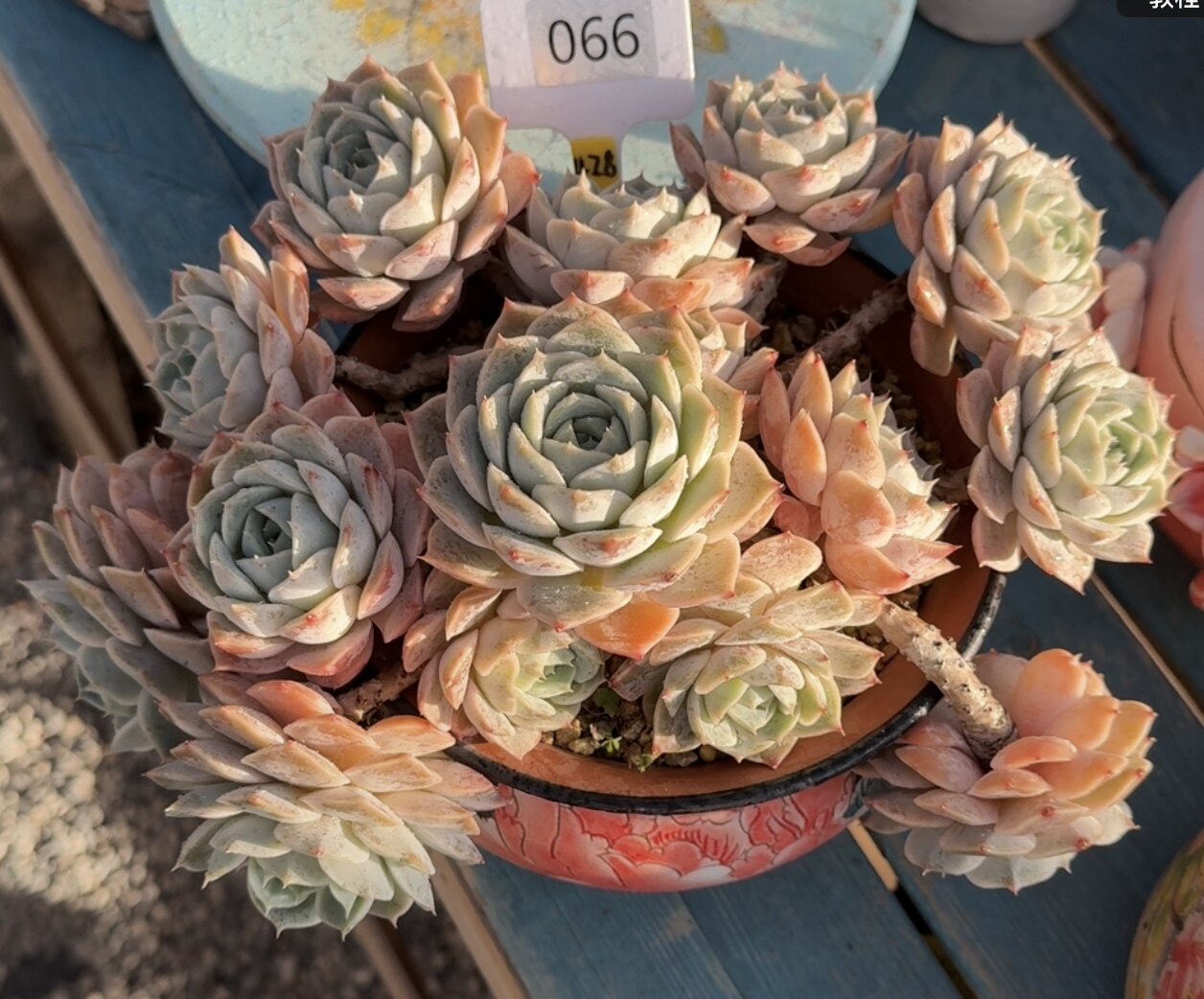 混血孤品大老桩 全状态 左右对称粉霜厚实 均匀漂亮玫瑰花朵朵