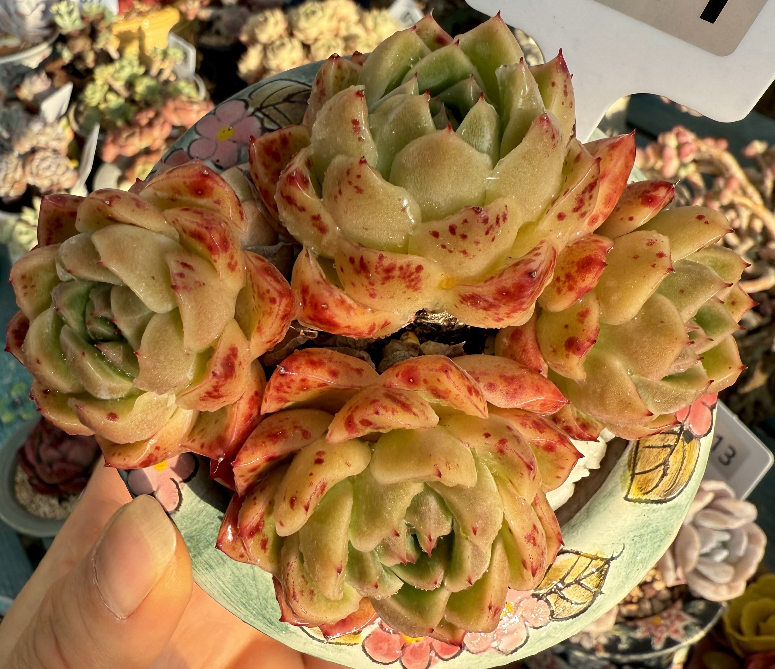 混血血斑老桩群 无砍冠服12左多肉植物