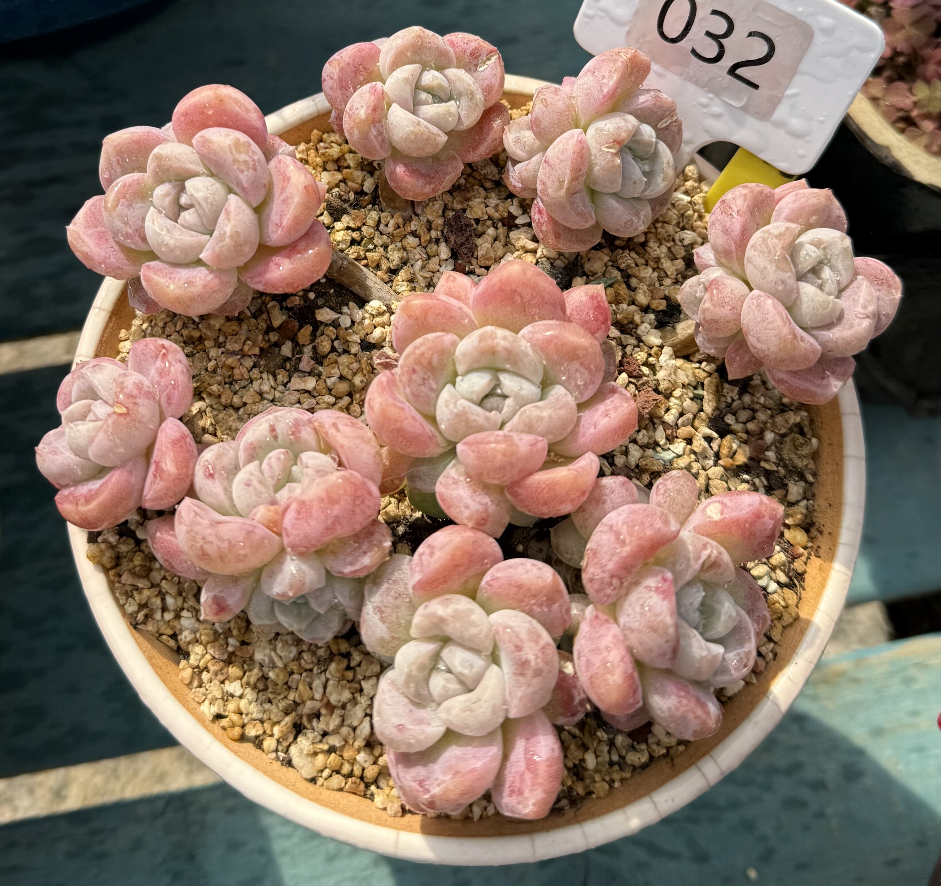 不知名全粉透丸叶老桩群 仙气飘飘,鲜花速递/花卉仿真/绿植园艺,多肉植物,淘宝优惠券,粉丝福利购,淘宝优惠卷