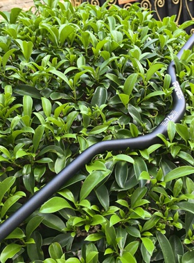 DABOMB达奔TACTIC-II土坡DJ街车76mm大抬升动作车把31.8横把燕把