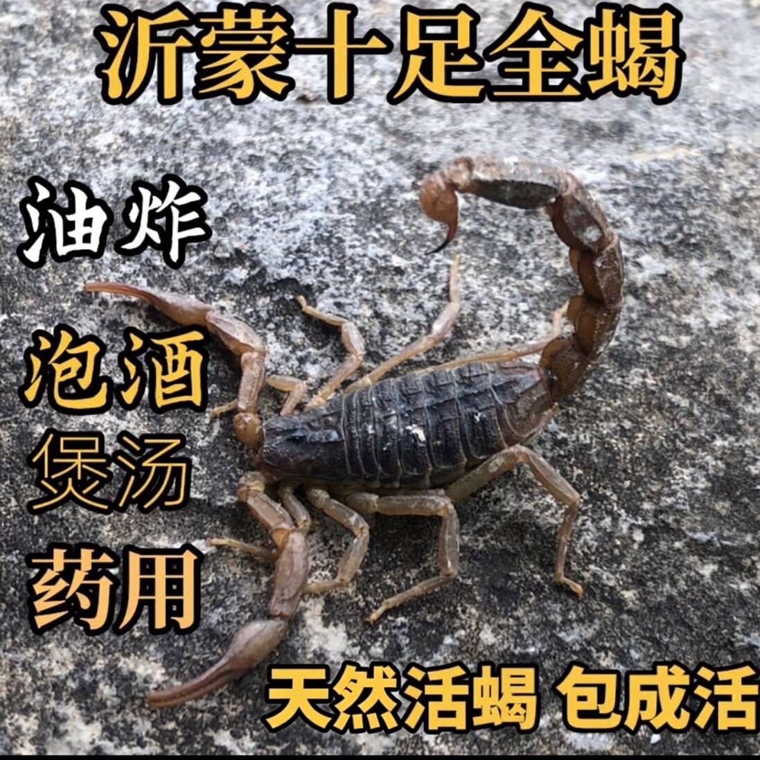 沂蒙全蝎天然山货到手包成活