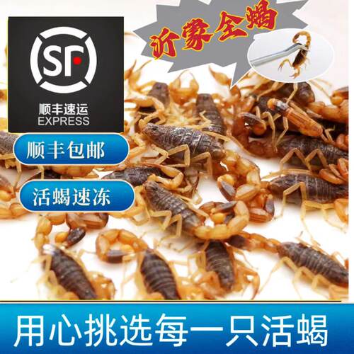 沂蒙全蝎顺丰冰鲜活蝎蝎子食用