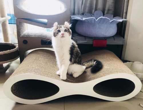 猫咪大号抓板中号宠物曲线8字型小号磨抓瓦楞纸眼镜加大耐磨钻洞