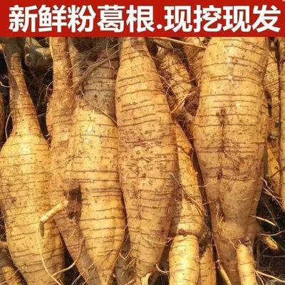 粉葛新鲜葛根无渣粉葛葛根粉现挖