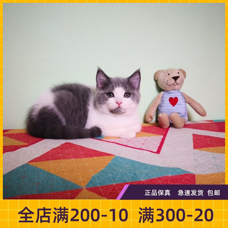 #瑶瑶名猫#英短/蓝白/纯种/英国短毛猫DD/正八字脸/已到新家