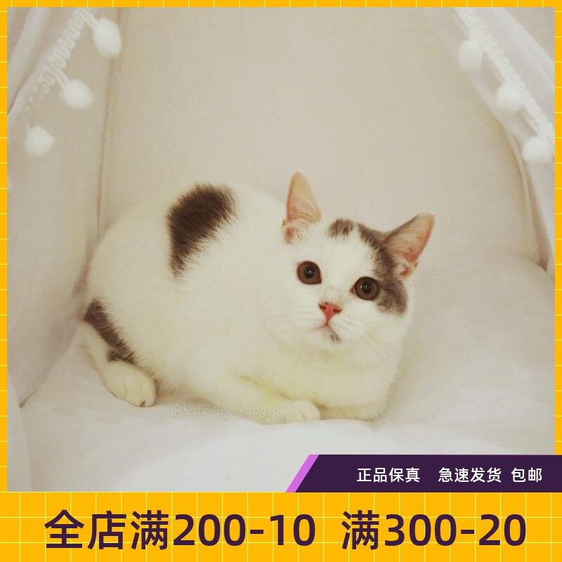 瑶瑶名猫英短蓝白纯种英国短毛猫