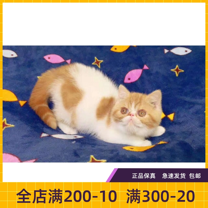 纯种活体异国短毛猫