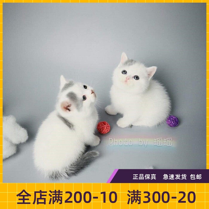 #瑶瑶名猫#英国短毛猫/活体/猫咪