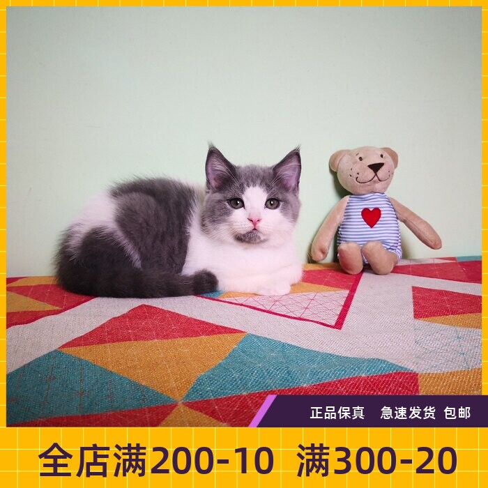 #瑶瑶名猫#英短/蓝白/纯种/英国短毛猫DD/正八字脸/已到新家