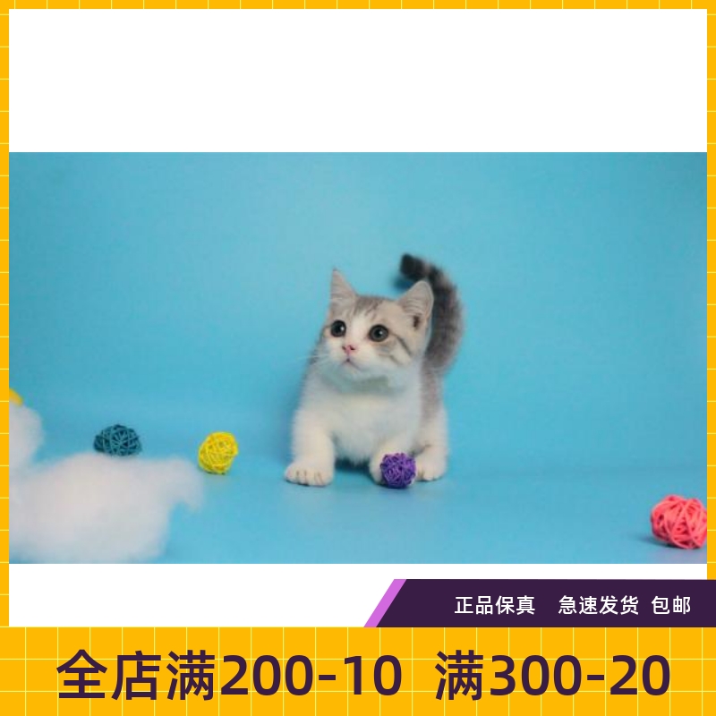曼赤肯虎斑短腿貓