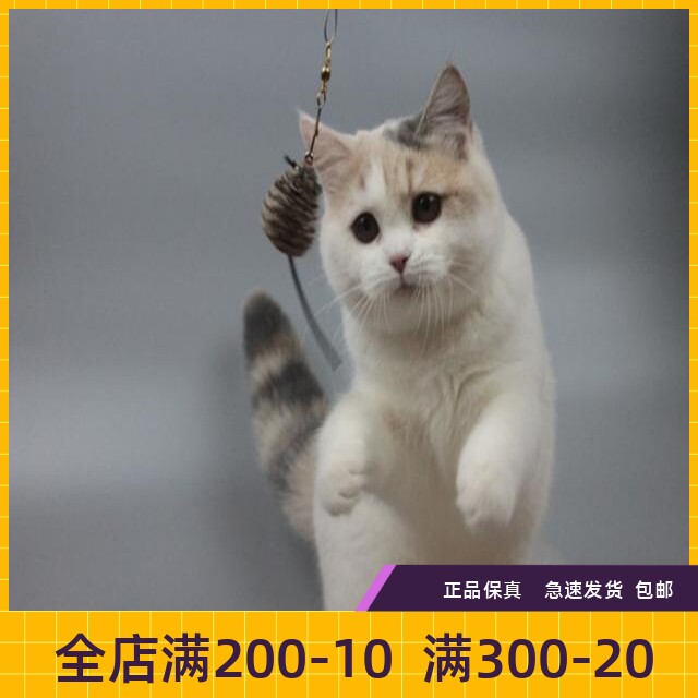 #瑶瑶名猫#英短/三花/纯种/英国短毛猫MM/梵文/自家种母展示