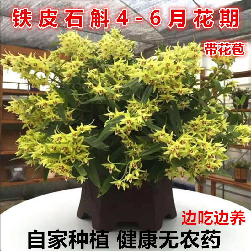 【4-6月带花苞】 铁皮石斛苗盆栽  室内阳台绿植花卉石斛兰带木桩