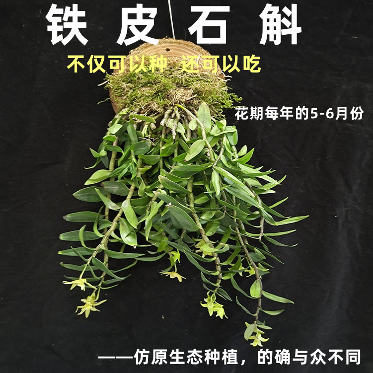 雁荡山铁皮石斛苗盆栽带木板  三年苗绿植花卉室内4-6月带花苞