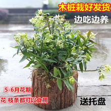 【带木桩发货】铁皮石斛苗树桩盆栽 室内绿植盆景花卉石斛可食用