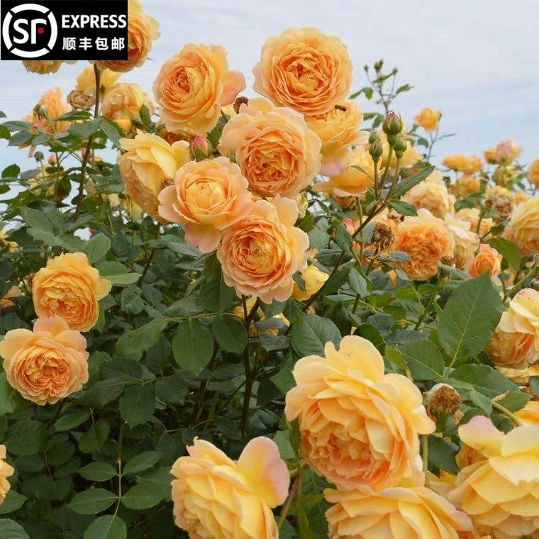 黄金庆典月季藤本花卉蔷薇花苗带花苞多季开花大苗拱门栅栏爬藤,鲜花速递/花卉仿真/绿植园艺,月季/蔷薇/玫瑰,淘宝优惠券,粉丝福利购,淘宝优惠卷