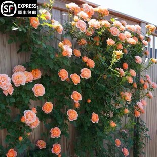 [甜梦]月季藤本花卉蔷薇花苗带花苞多季开花大苗拱门栅栏爬藤