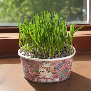 猫草盆栽猫咪专用泡面化毛草懒人种植盆毛草自种猫草杯土培小麦草