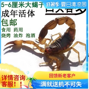 蝎子活体宠物沂蒙野性十足超大活歇子食用蝎子活虫干泡酒油炸全蝎